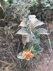 Lantana camara