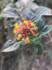 Lantana camara