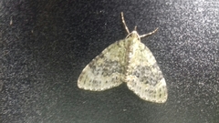 Acasis viretata