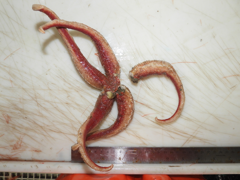 Icasterias panopla
