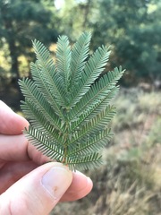 Acacia decurrens