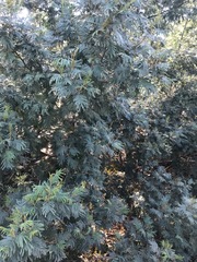 Acacia mearnsii