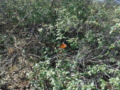 Danaus eresimus tethys