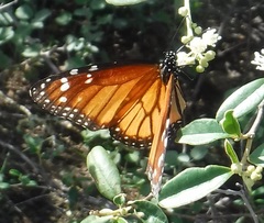 Danaus eresimus tethys