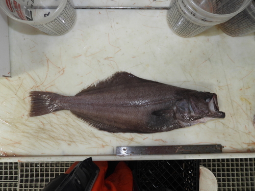 Greenland Halibut