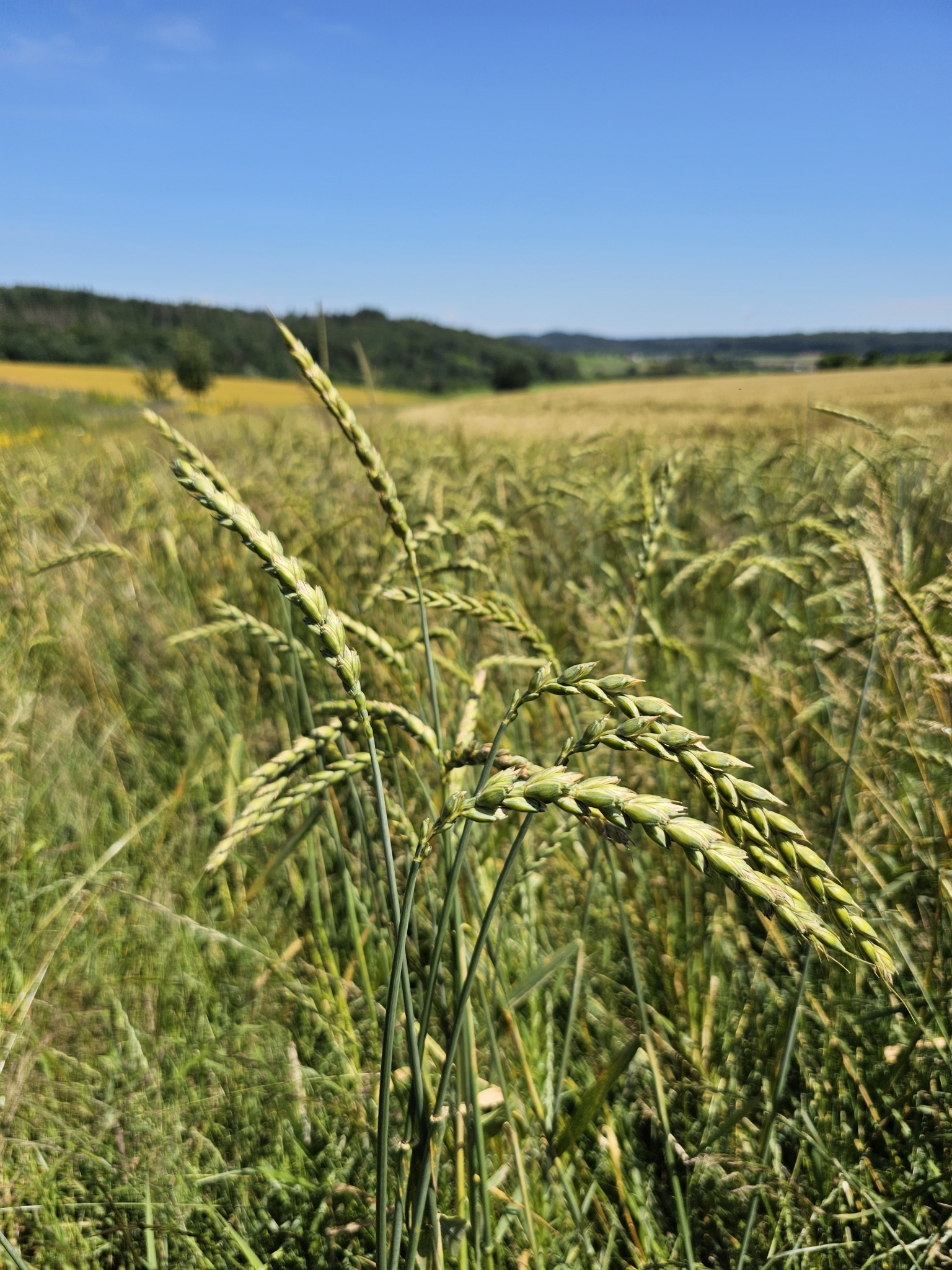 Spelt (Triticum spelta)