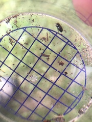 Aphodius