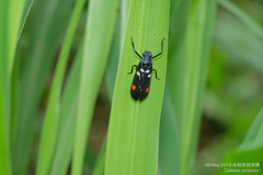 Callitettix versicolor