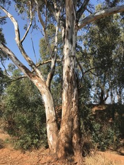 Eucalyptus camaldulensis