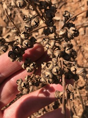 Eucalyptus camaldulensis