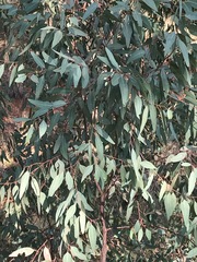 Eucalyptus camaldulensis