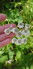 Achillea biserrata