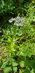 Achillea biserrata