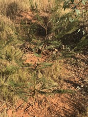 Acacia mearnsii