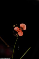 Microcharis phyllogramme