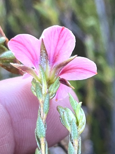 Pointy Chinaflower (Adenandra acuta)