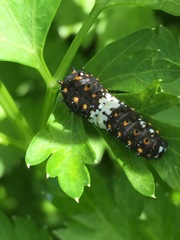 Papilio zelicaon