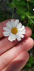 Tanacetum poteriifolium