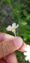 Tanacetum poteriifolium