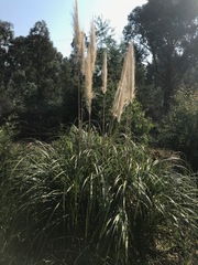Cortaderia selloana