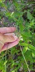 Tanacetum poteriifolium