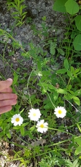 Tanacetum poteriifolium