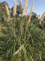 Cortaderia selloana