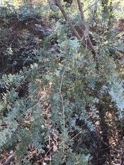 Acacia baileyana