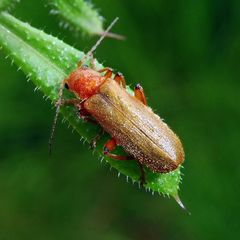 Cantharis pallida