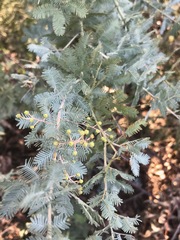 Acacia baileyana