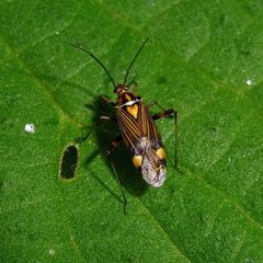 Rhabdomiris striatellus