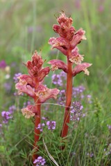 Orobanche alba