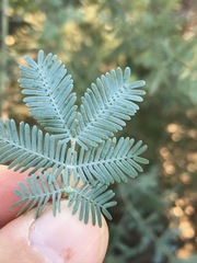 Acacia baileyana