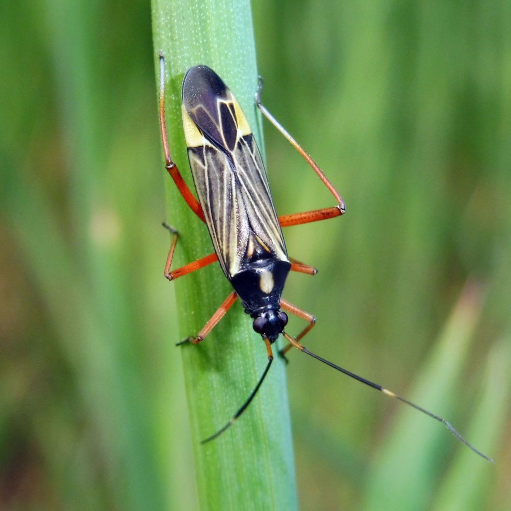 streaked plant bug