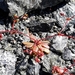 Systenotheca vortriedei - Photo (c) Dave Nelson, μερικά δικαιώματα διατηρούνται (CC BY-ND), uploaded by Dave Nelson