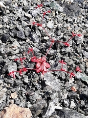 Systenotheca vortriedei