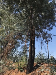 Eucalyptus sideroxylon