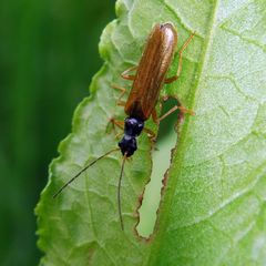 Rhagonycha lignosa