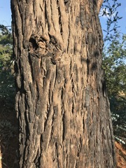 Eucalyptus sideroxylon