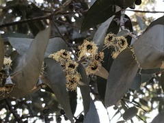 Eucalyptus sideroxylon