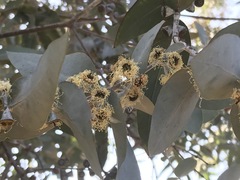 Eucalyptus sideroxylon