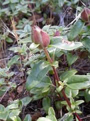 Monardella macrantha ssp. macrantha