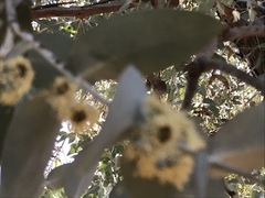 Eucalyptus sideroxylon