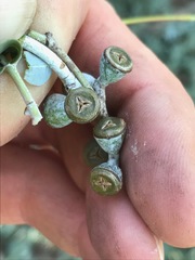 Eucalyptus sideroxylon