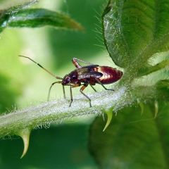 Closterotomus fulvomaculatus