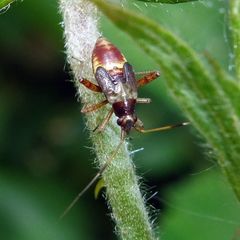 Closterotomus fulvomaculatus