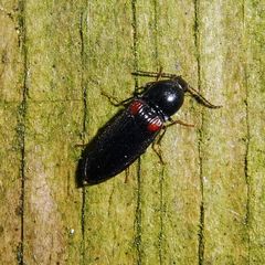 Calambus bipustulatus