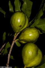 Peponidium