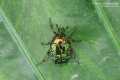 Protaetia orientalis
