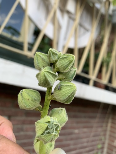 Hollyhock Weevil, Wageningen, NL, photo 8 of 10